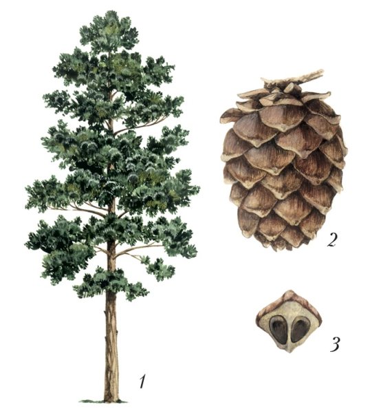 Сосна Сибирская (Сибирский кедр) гербарий