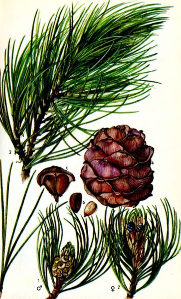 Кедр Сибирский хвоинки