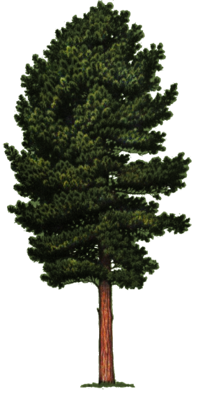 Сибирский кедр дерево рисунок