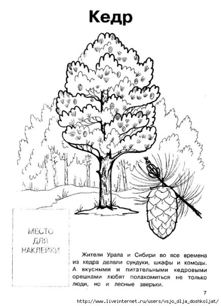 Раскраска кедр дерево