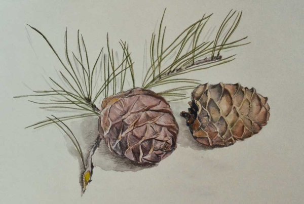 Кедр шишка чешуи