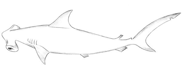 Акула молот раскраска