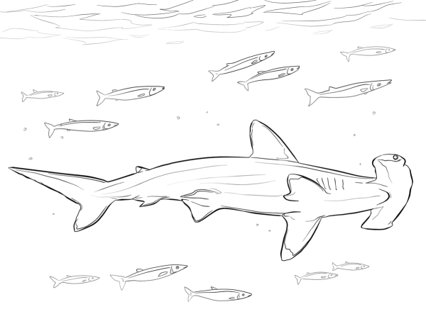 Рыба молот раскраска