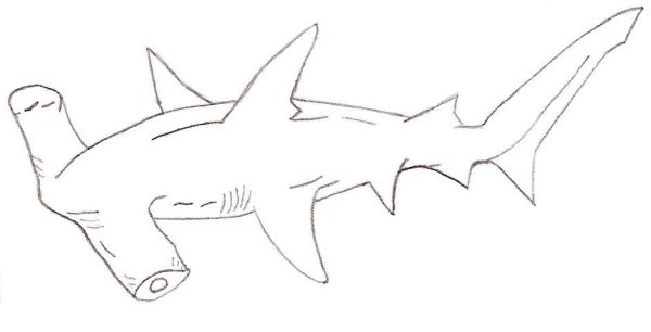 Рыба молот раскраска для детей