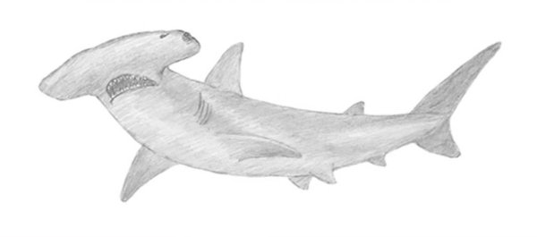 Акула молот рисунок