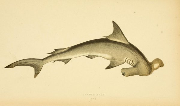 Бронзовая акула-молот