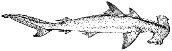 Рисунок Hammerhead Shark