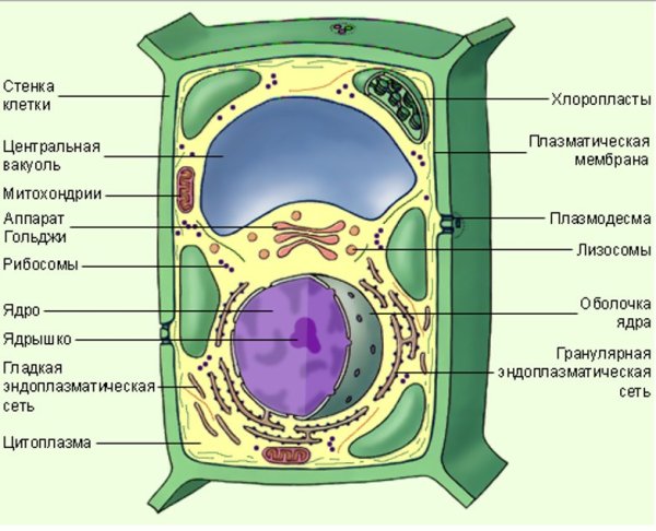 Строение эукариотической клетки растения
