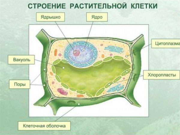 Структура растительной клетки