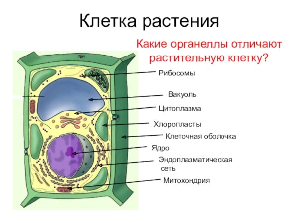Общая схема растительной клетки