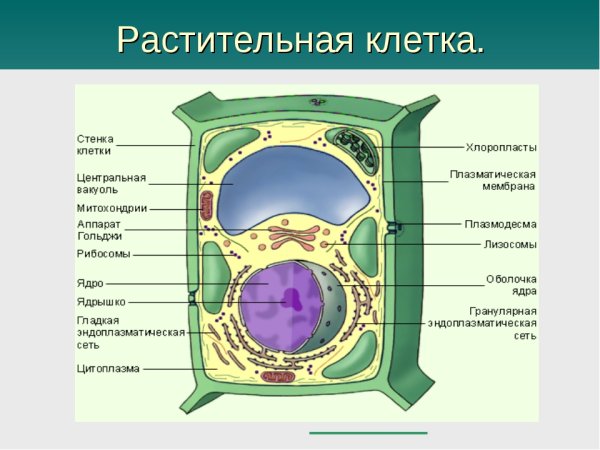 Строение растительной клетки клетки