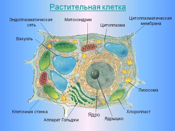 Строение эукариотической клетки растения
