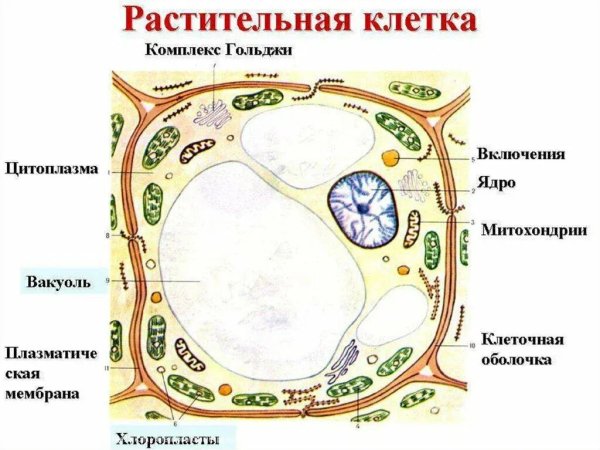 Строение клетки растения рисунок с подписями
