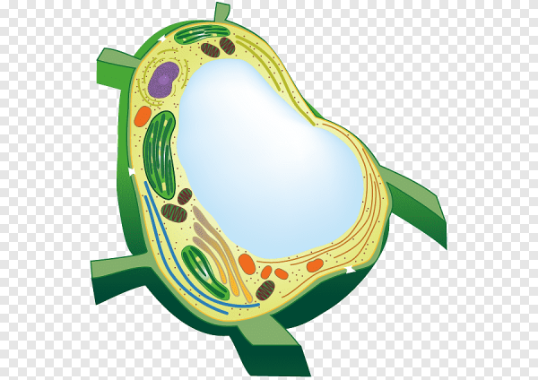 Вакуоль растительной клетки