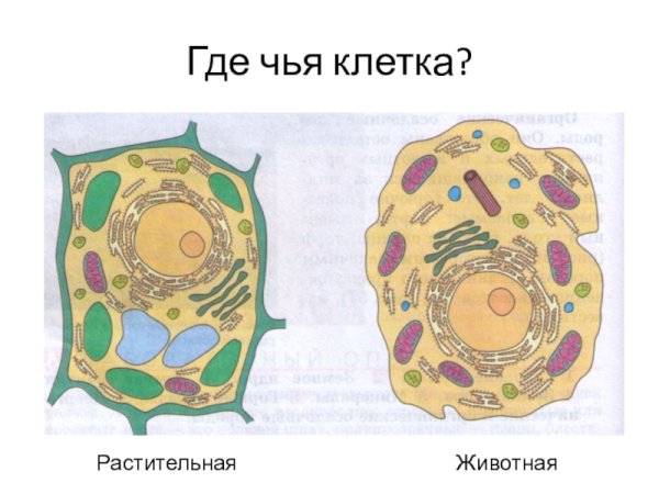 Строение растительной и животной клетки 5 класс биология