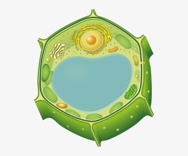 Вакуоль растительной клетки биология