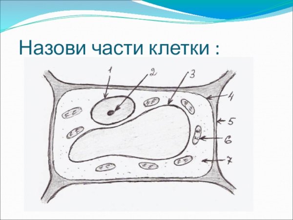 Строение растительной клетки схема 5 класс