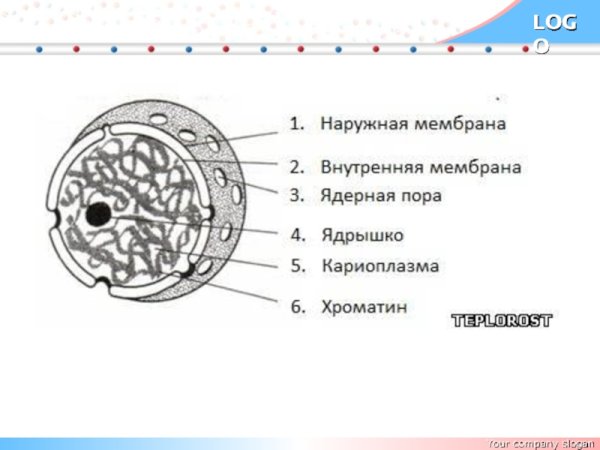 Строение ядра эукариотической клетки схема