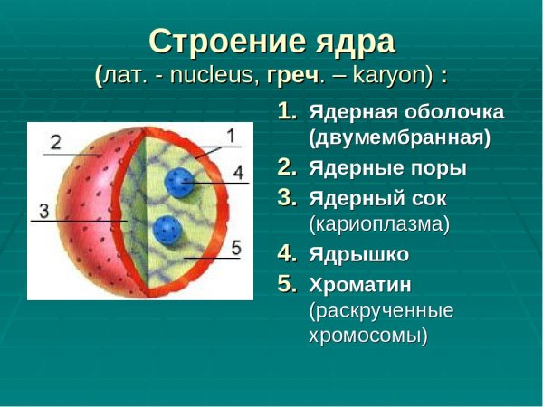 Строение ядра клетки биология 10 класс