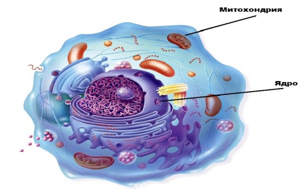 Строение ядра клетки биология