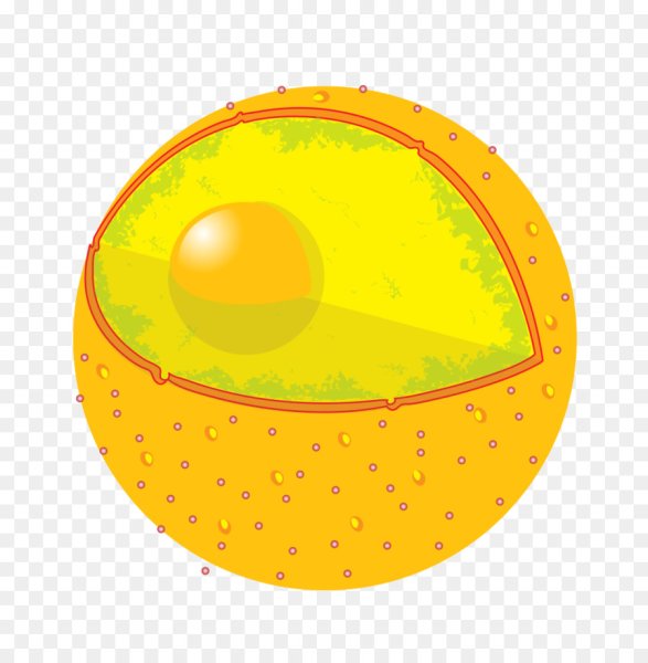 Ядро клетки