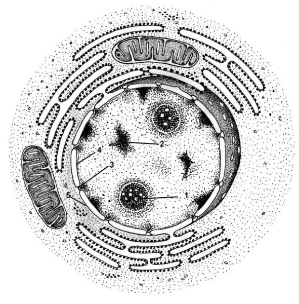 Клеточное ядро рисунок
