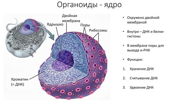 Функции органелл клеток ядрышко
