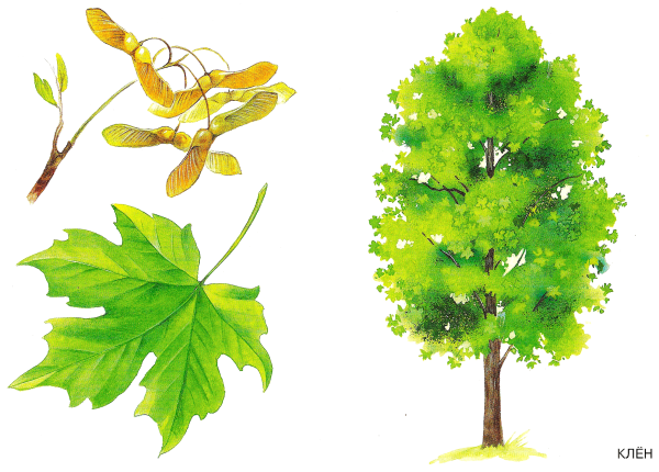 Деревья клены березы