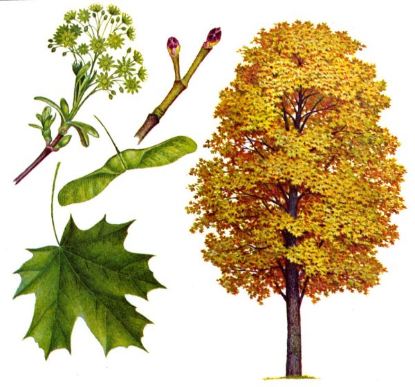 Клен остролистный строение