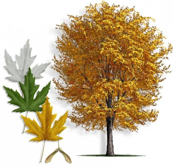 Осеннее дерево