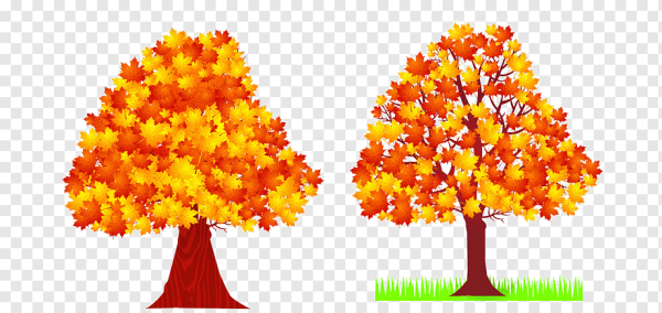 Acer saccharinum drawing