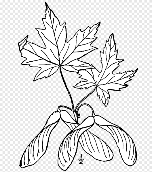 Осеннее дерево