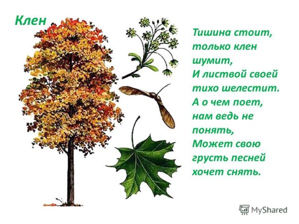 Клен дерево