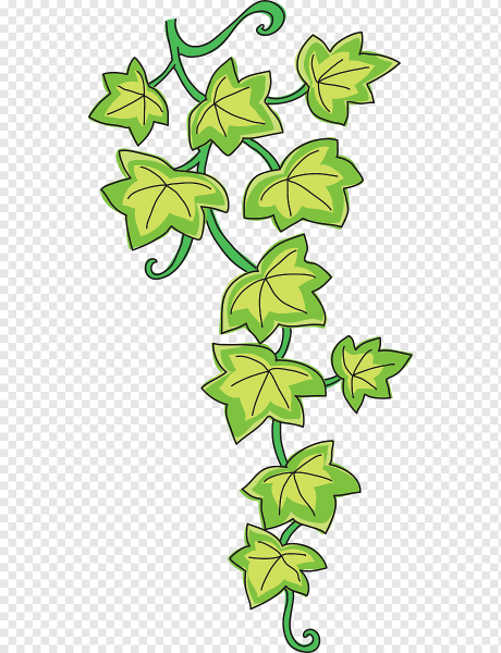 Плющ Вьюнок