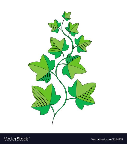 Плющ растения вектор