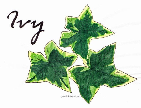 Хедера рисунок