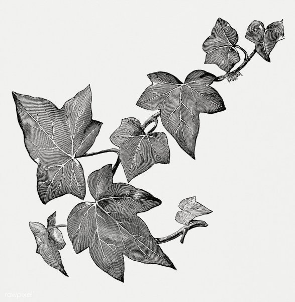 Плющ арт растение