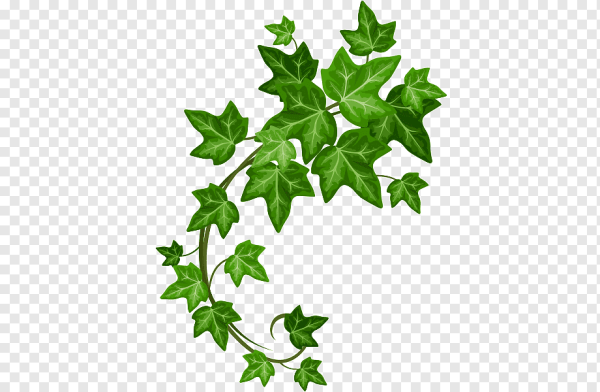 Огуречный лист вектор