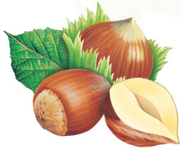 Орехи для детей