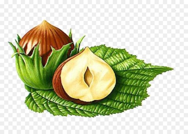 Лесной орех вектор