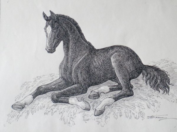 Жеребенок набросок