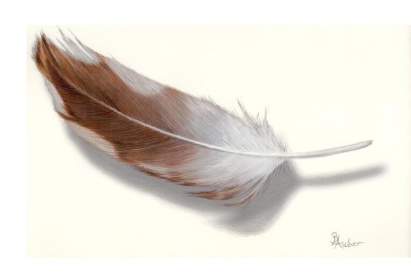 Воробьиное перо