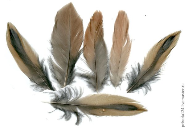 С перьями