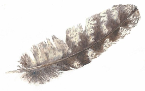 Перья птиц воробья