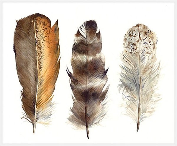 Перья птиц