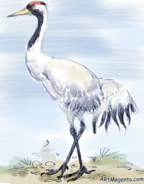 Журавль карандашом цветными