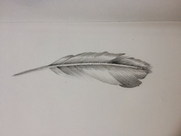 Птичьи перья для рисования