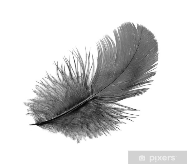 Срисовывать перо воробья