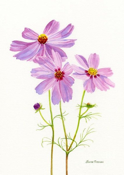 Полевые цветы рисунок маслом