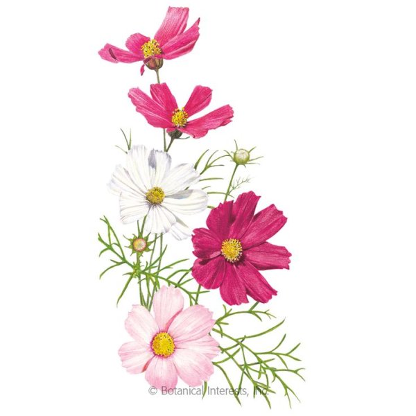 Строение космеи